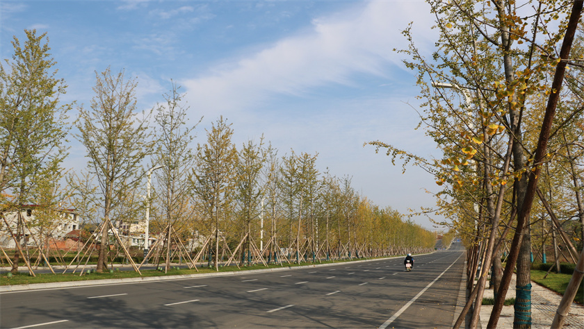 綠化養護-新時代大道（銀杏大道）