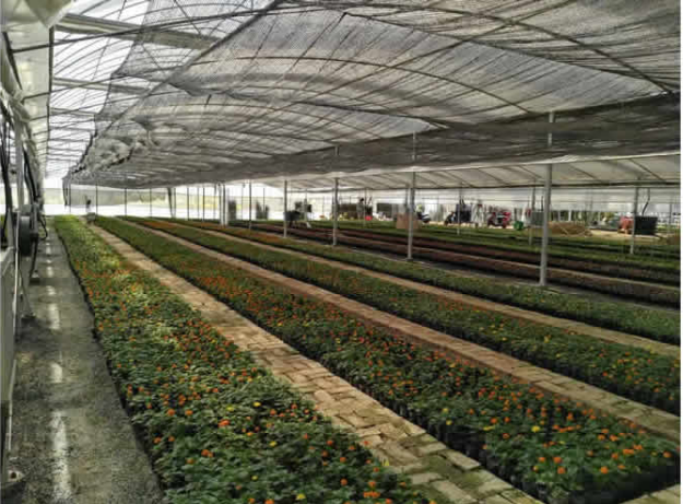 花卉大棚培育草花